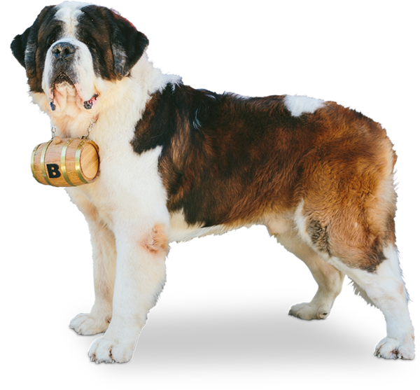 st bernard