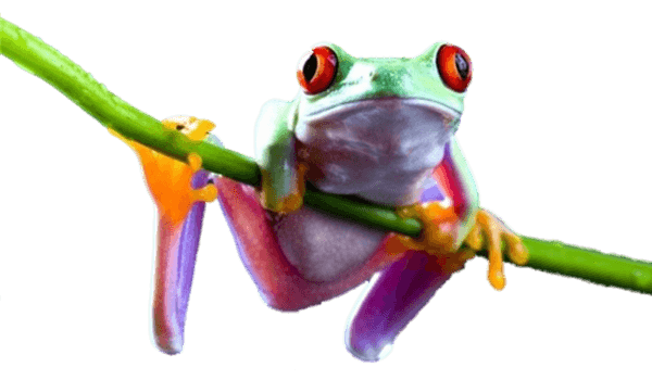 grenouille