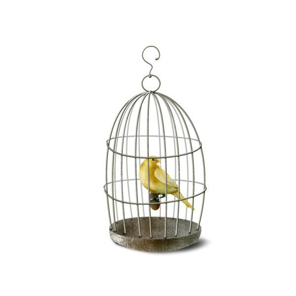 cage avec oiseau