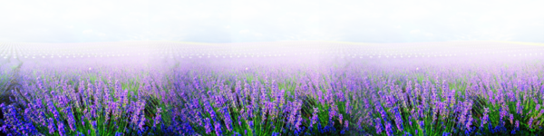 lavande