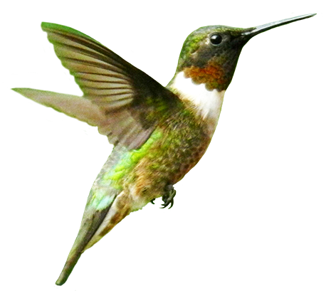 colibri