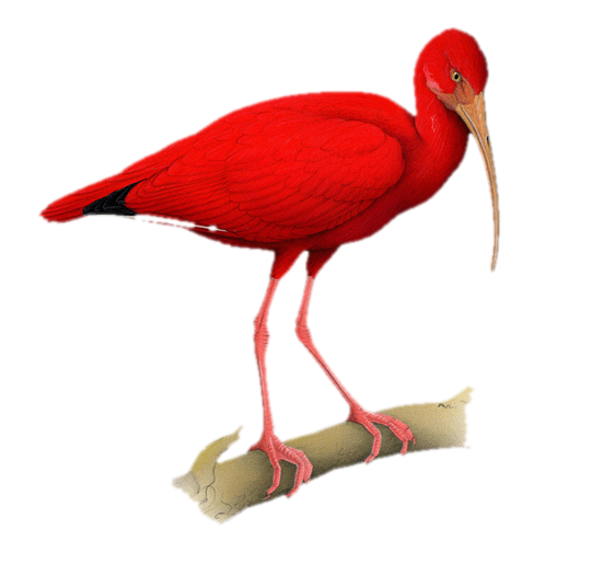 ibis