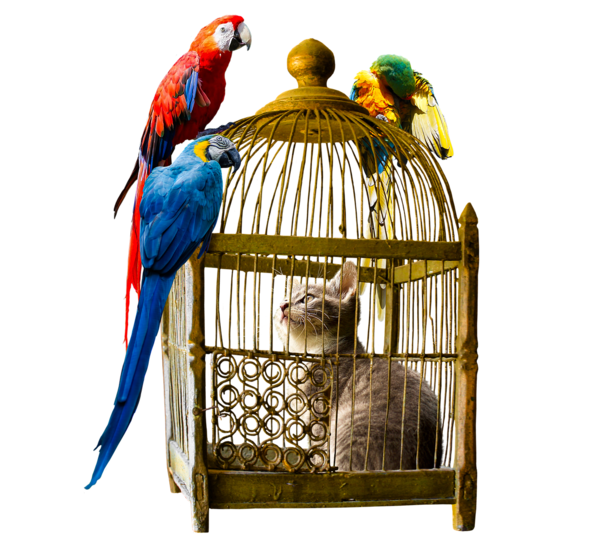 cage avec oiseau