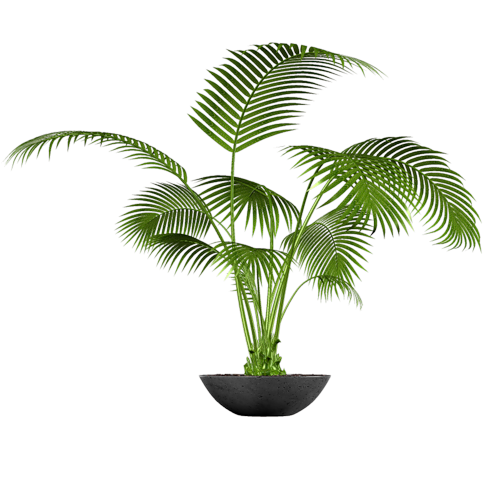 Plante Verte