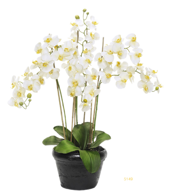 orchidée en pot