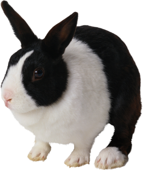 lapin noir et blanc