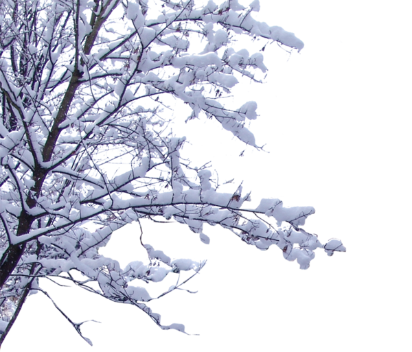 arbre à neige png