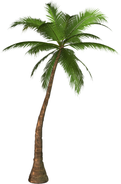 palm tree clip art transparent background - photo #35