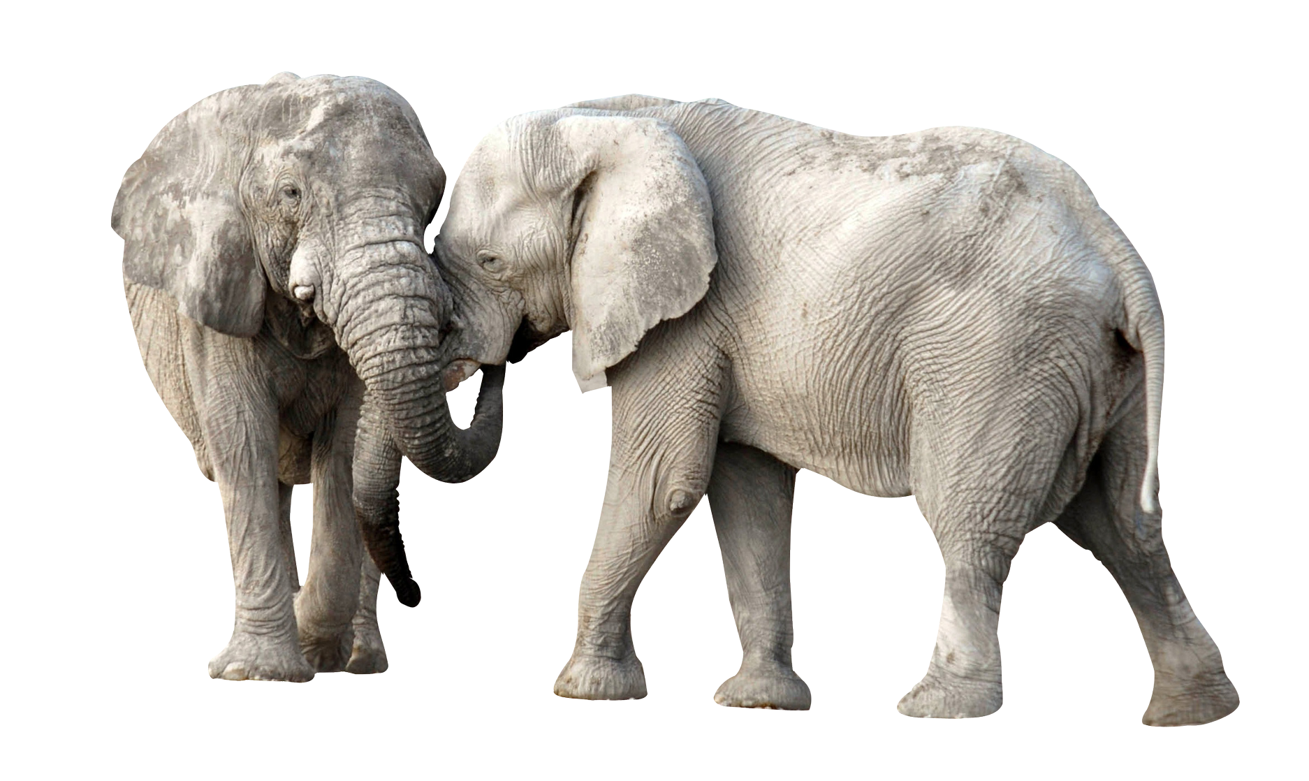 éléphants