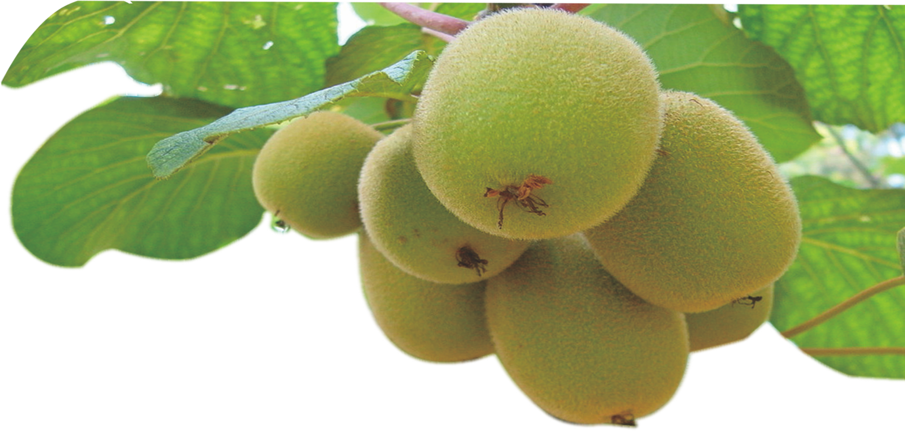 Branche Kiwis Fruits