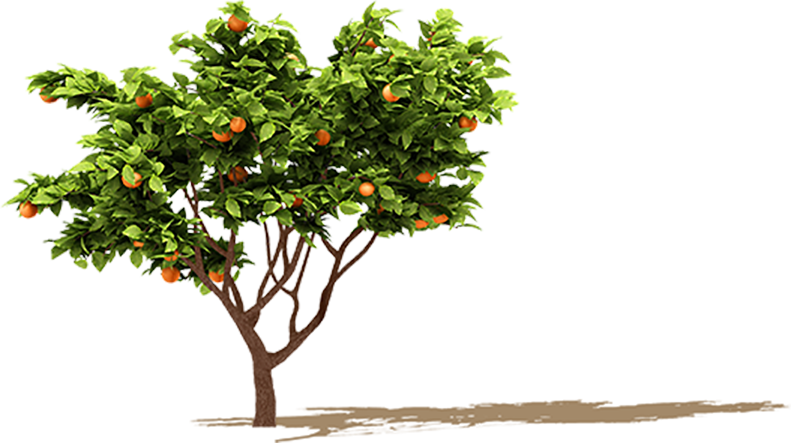 Orange Tree Png Png Image Collection 6792