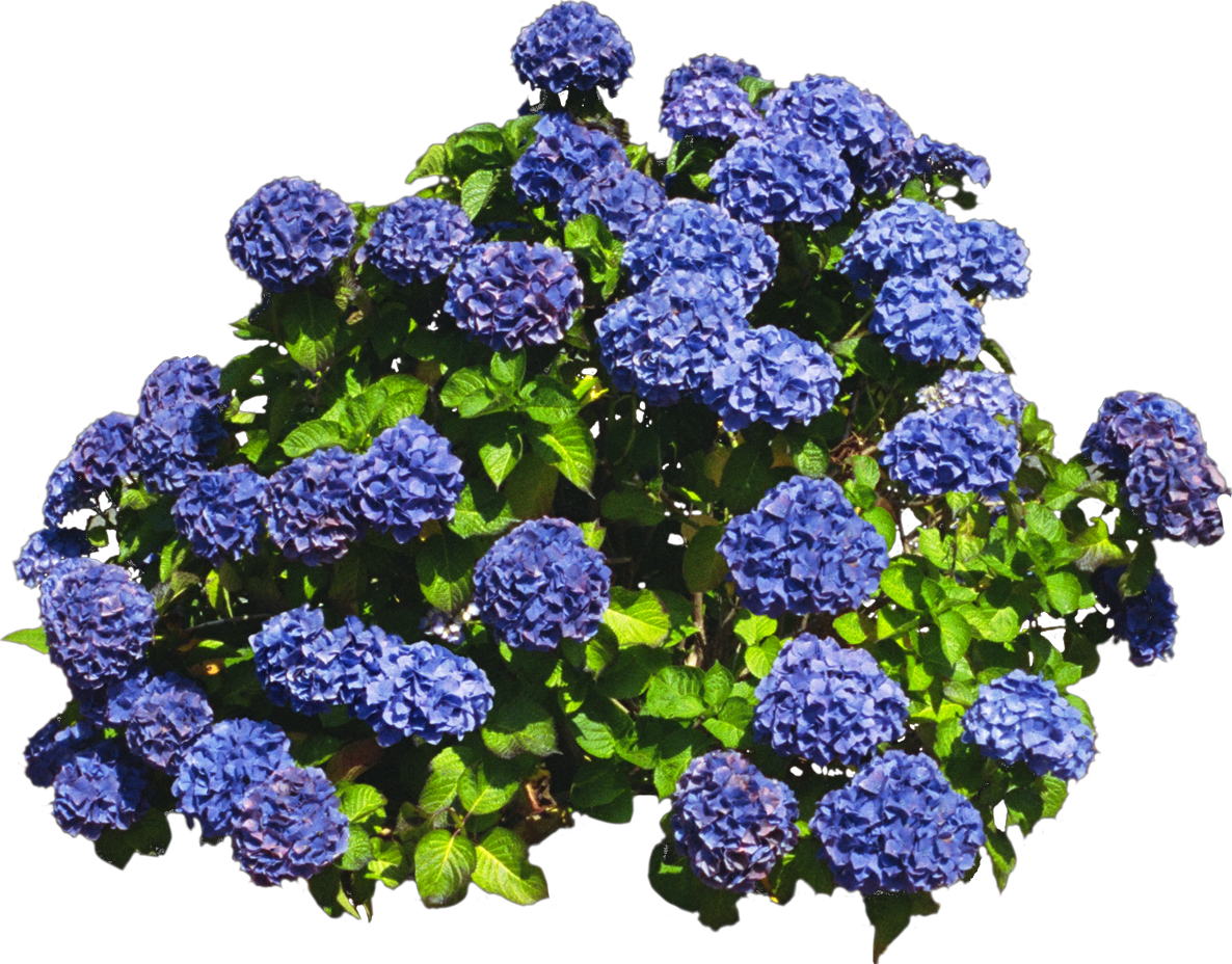 hortensia bleu