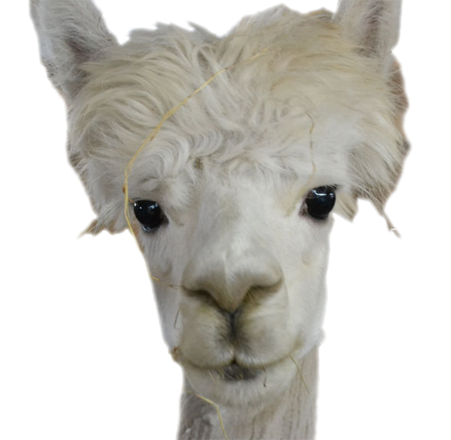Plomb Creux BF Animaux Sauvages - Motif Lama, Occasion