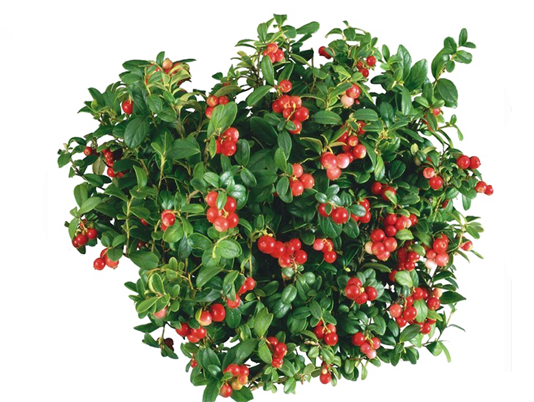 buisson