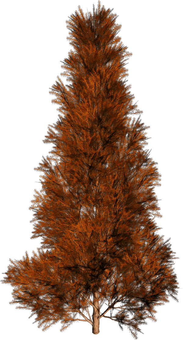 sapin marron