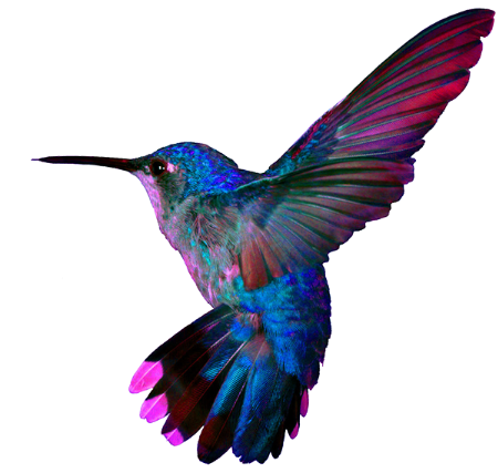 colibri bleu