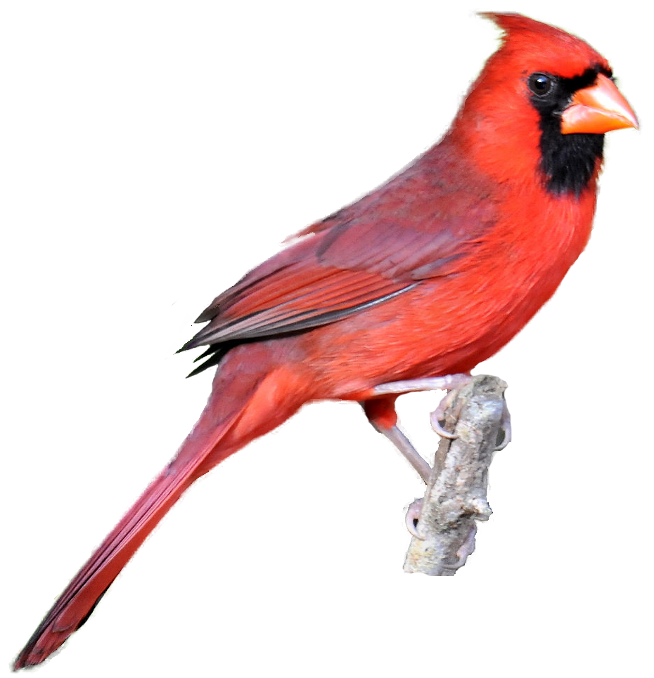 Cardinal