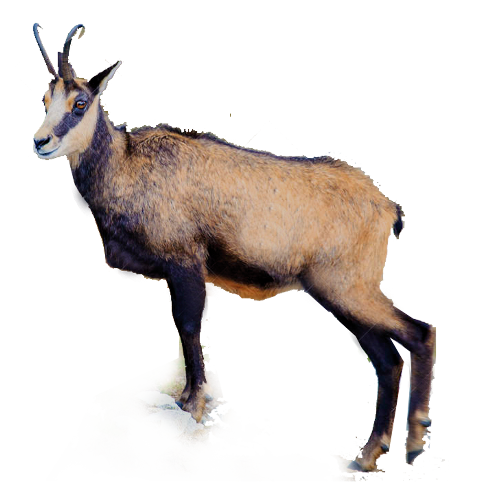 chamois