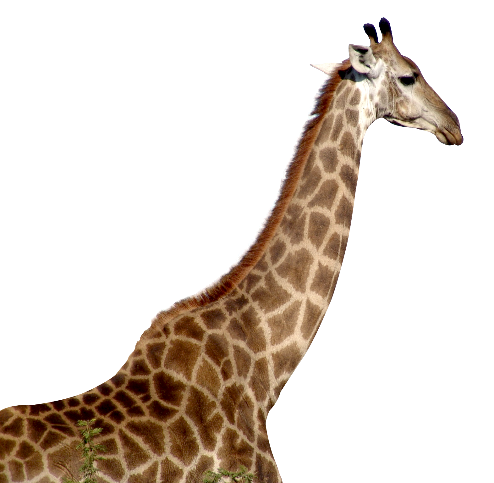 Girafe