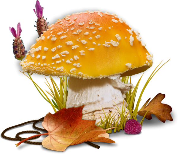 tubes champignons — free download