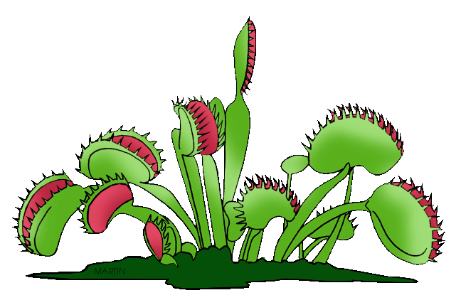 plante carnivore