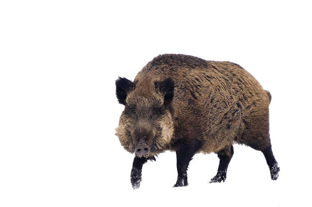 sanglier